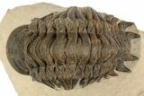 Crotalocephalina Trilobite - Foum Zguid, Morocco #186740-2